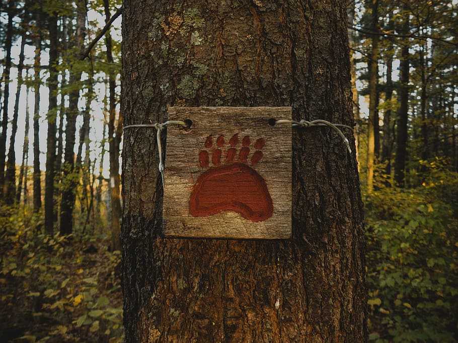 beware of bear tree signage, brown and red bear paw tree signage HD wallpaper