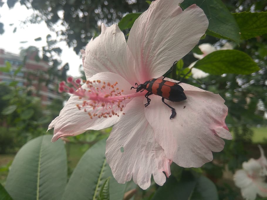 red, bug, mylabris pustulata, hycelus, arthropoda, flower, insect HD wallpaper