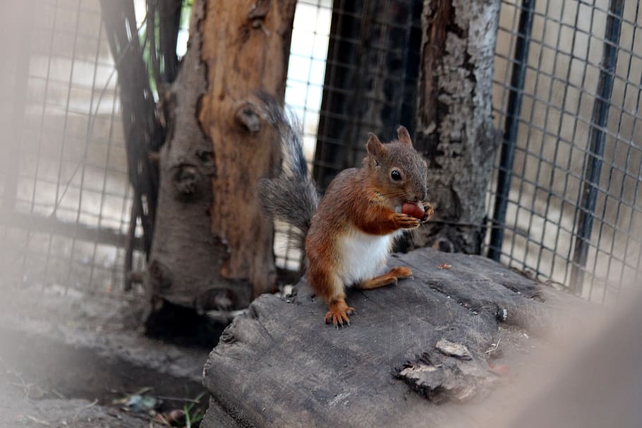 squirrel, young, one, nibbles, redhead, filbert, hazelnut, walnut HD wallpaper