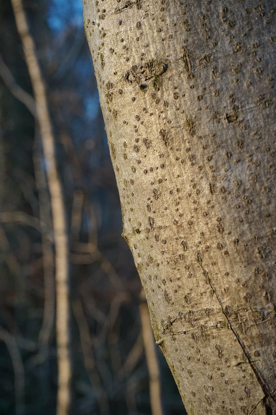 tree, bark, log, beech, fagus sylvatica, tribe, nature, forest HD wallpaper