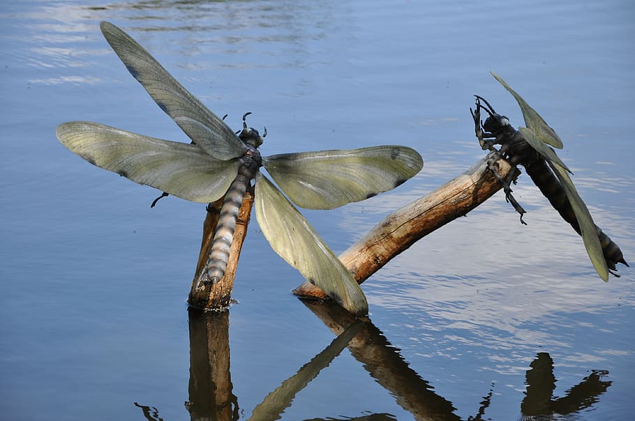 insects, lake, artificial insects, dinosaurs, animals in the wild HD wallpaper