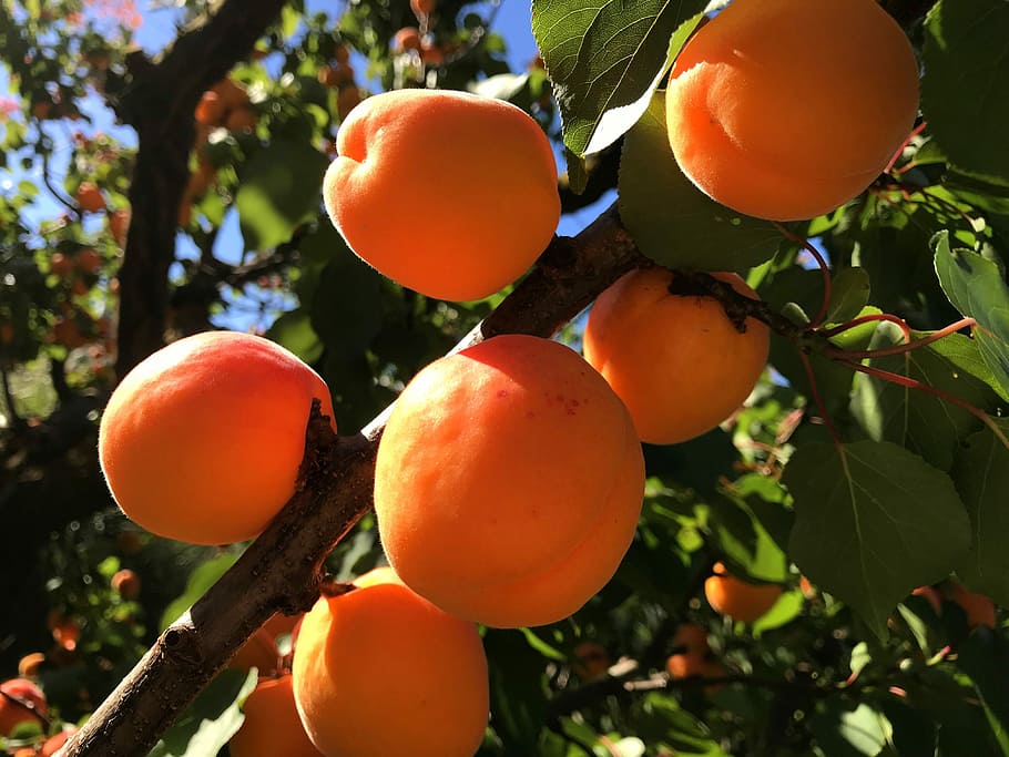 fruit, leaf, tree, garden, food, apricots, food and drink, growth HD wallpaper