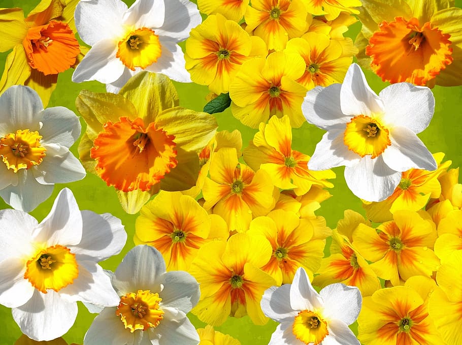 white and yellow petaled flowers, graphic, daffodils, easter HD wallpaper