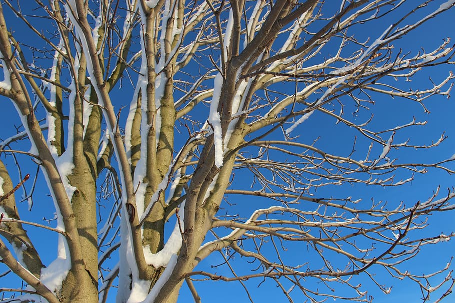 Tree, Branch, Winter, Snow, Sky, snow magic, branches, snowy HD wallpaper