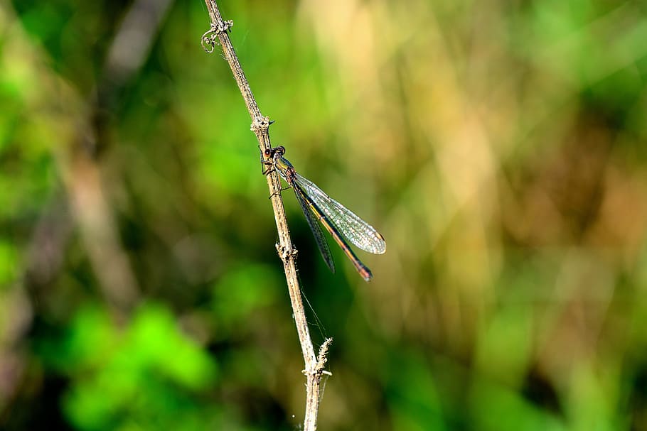 dragonfly, insect, flight insect, animal, focus on foreground HD wallpaper