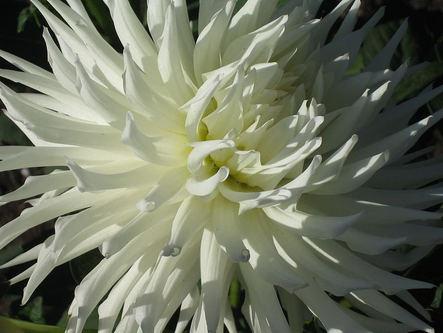 bloom, white flowers, botanical, plant, beauty in nature, growth HD wallpaper