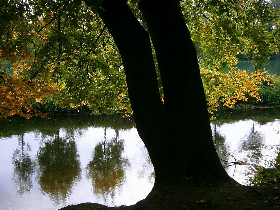 River, Waters, Reflection, mirroring, plant, autumn, trees HD wallpaper