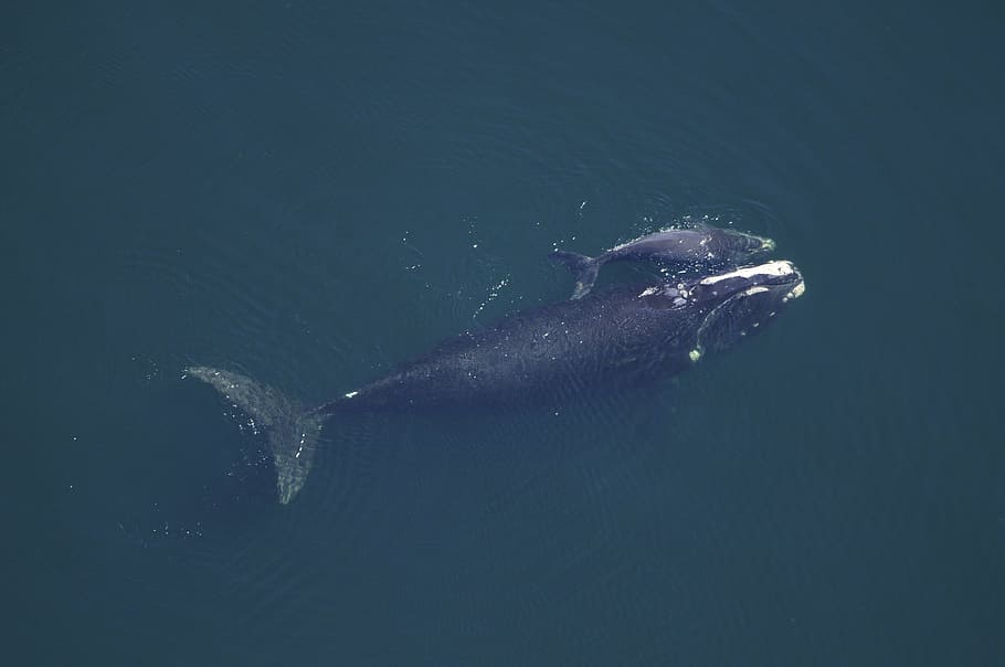 aerial photo of black whale, whale cow, calf, sea, ocean, water, HD wallpaper