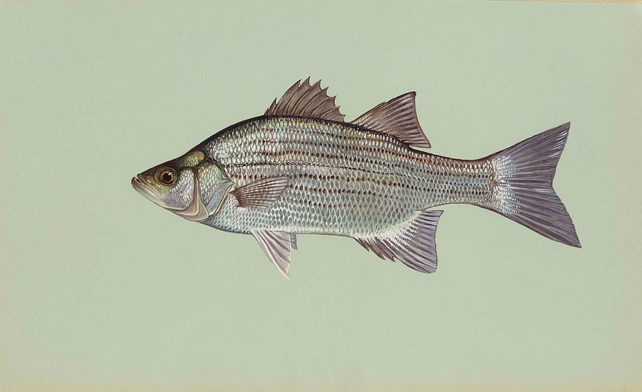 gray fish illustration, white, chrysops, morone, bass, fishes, HD wallpaper