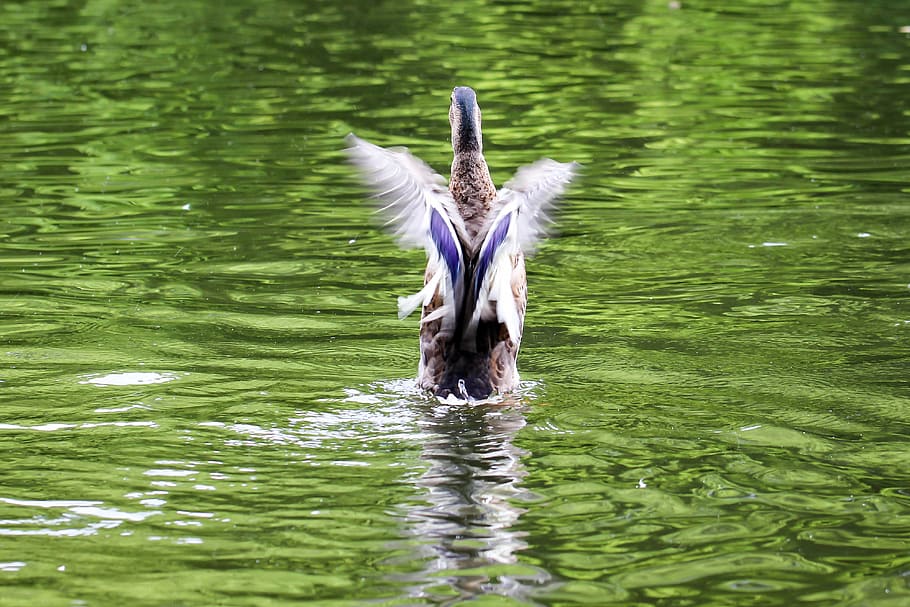 duck, start, as a bird, wing, fly, anatidae, water, animal HD wallpaper