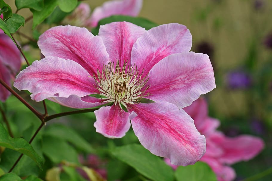 pink Clematis flower macro photography, blossom, bloom, climber HD wallpaper