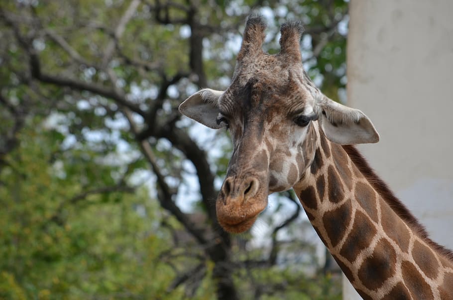 animals, giraffe, zoo, animal themes, one animal, mammal, animal wildlife HD wallpaper