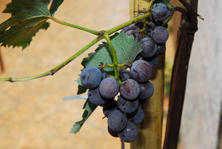 fruit, vine, uva, wine, vitis, healthy eating, food and drink HD wallpaper