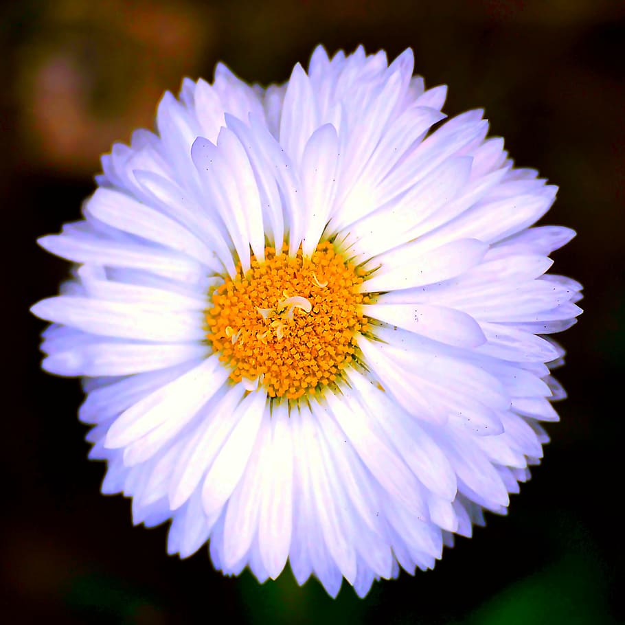 blossom, bloom, white, yellow, wild flower, white blossom, spring HD wallpaper