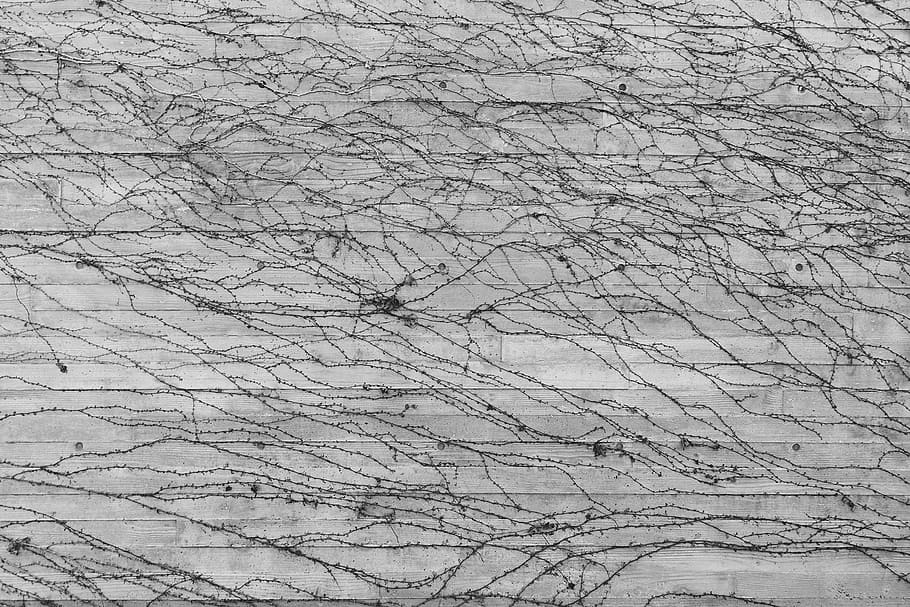vines, siding, panels, backgrounds, full frame, textured, pattern HD wallpaper