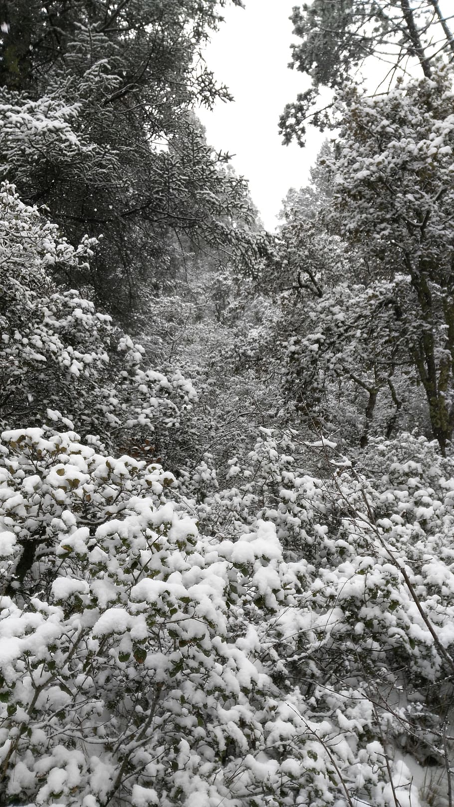 Winter, Landscape, Snow, Cold, Forest, frost, christmas, nature HD wallpaper