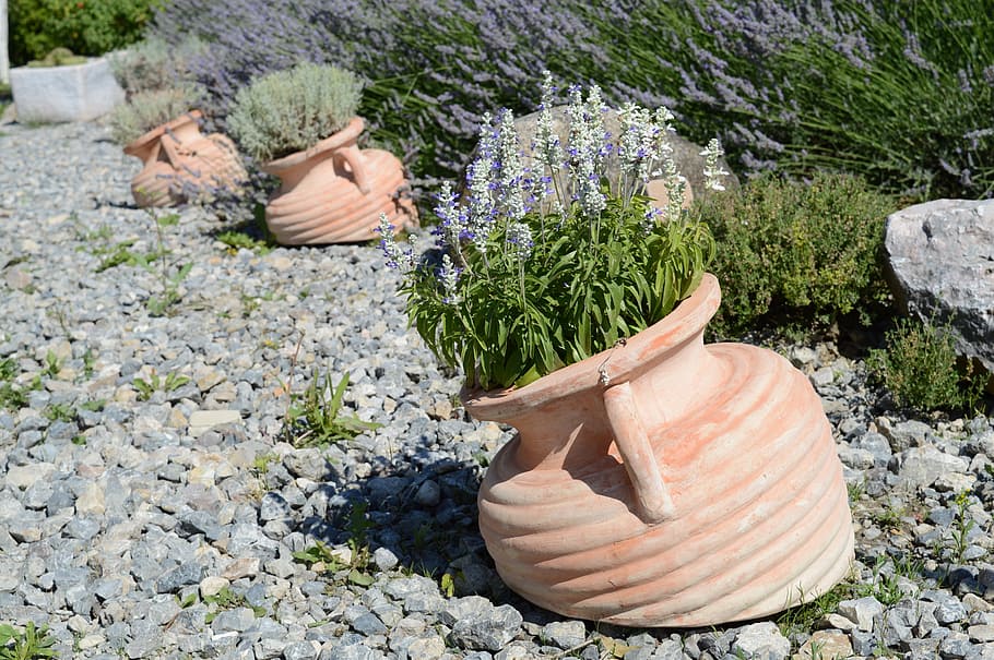 lavender, jars, white lavender, gravel, plant, flower, growth, HD wallpaper