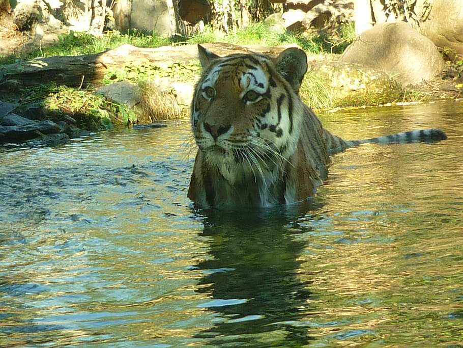 tiger, water, predator, zoo, cat, swim, animal, feline, animal themes HD wallpaper
