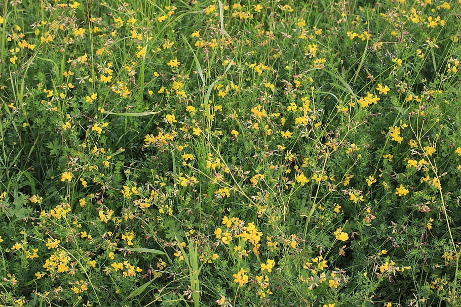grass, flowers, field, steppe, yellow, fine, a lot, plant, growth HD wallpaper