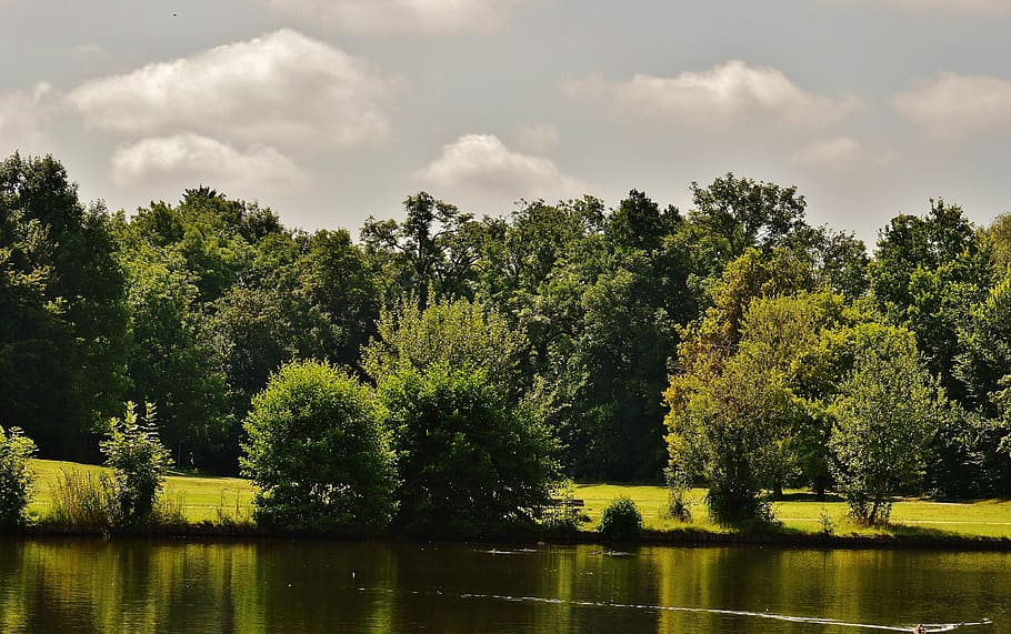 lush forest near body of water at daytime, pond, waters, landscape HD wallpaper