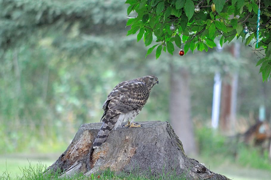 hawk, bird, nature, winged, wild, wildlife, feather, natural HD wallpaper