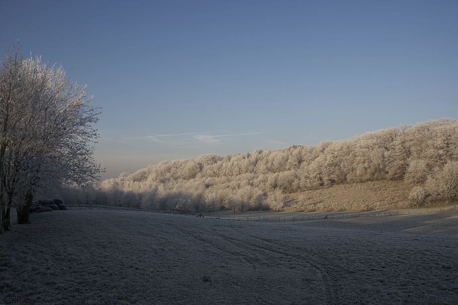 winter, valkenburg, snow, sky, tree, cold temperature, plant HD wallpaper