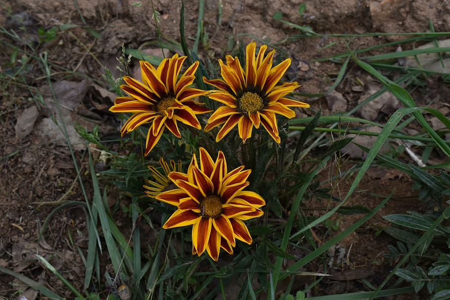 bhutan, flower, ojhal, flowering plant, freshness, fragility HD wallpaper