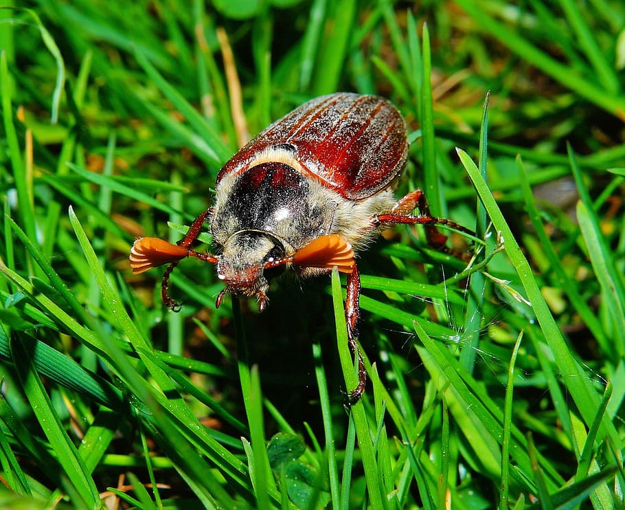closeup photo of brown June beetle on grass at daytime, maikäfer HD wallpaper