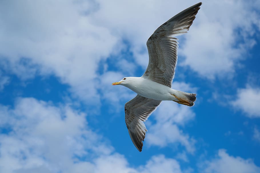 white bird flying, seagull, birds, animal, nature, gulls, day, HD wallpaper