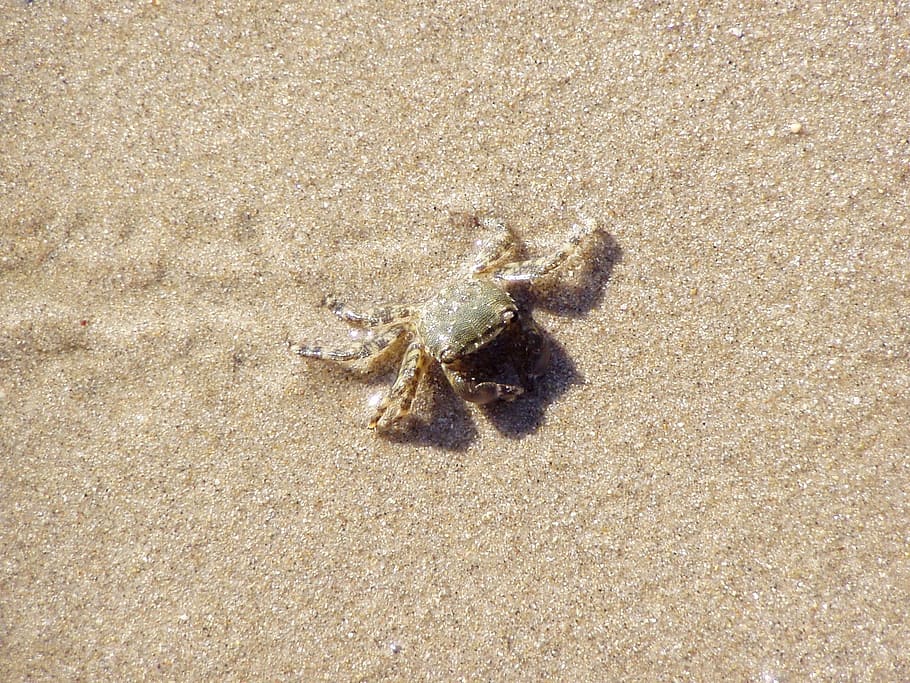 Crab, Sand, Beach, Shadow, Sun, summer, one animal, animal themes HD wallpaper