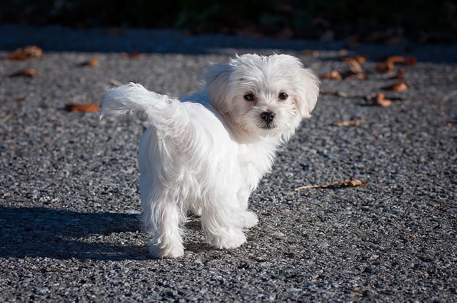close-up photo of medium-coat white dog, maltese, young dog, puppy