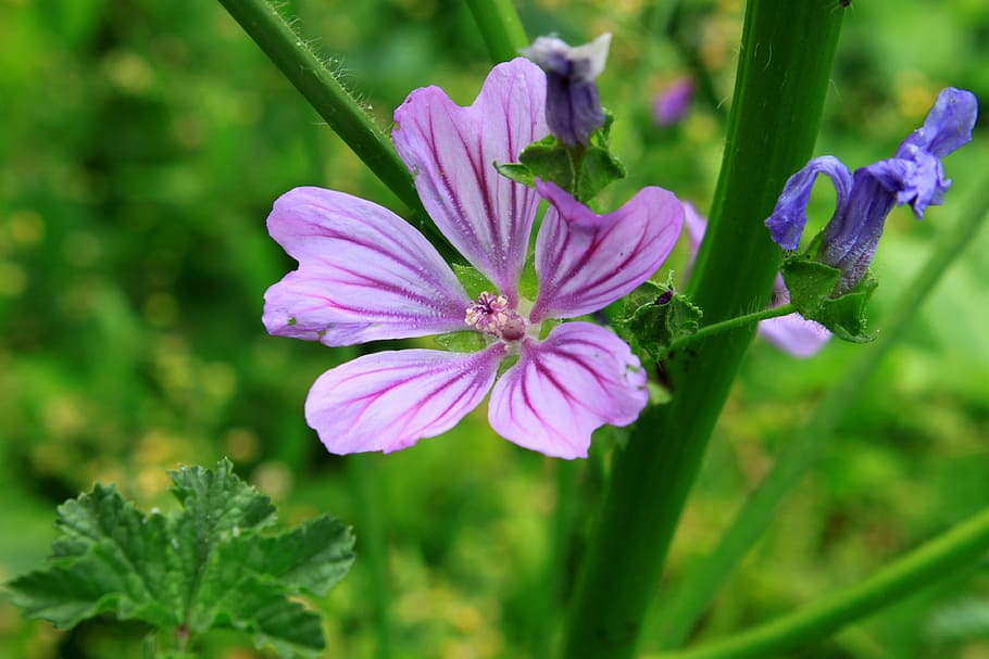 flowers, mallow, malva, mauve, purple, sylvestris, flowering plant HD wallpaper