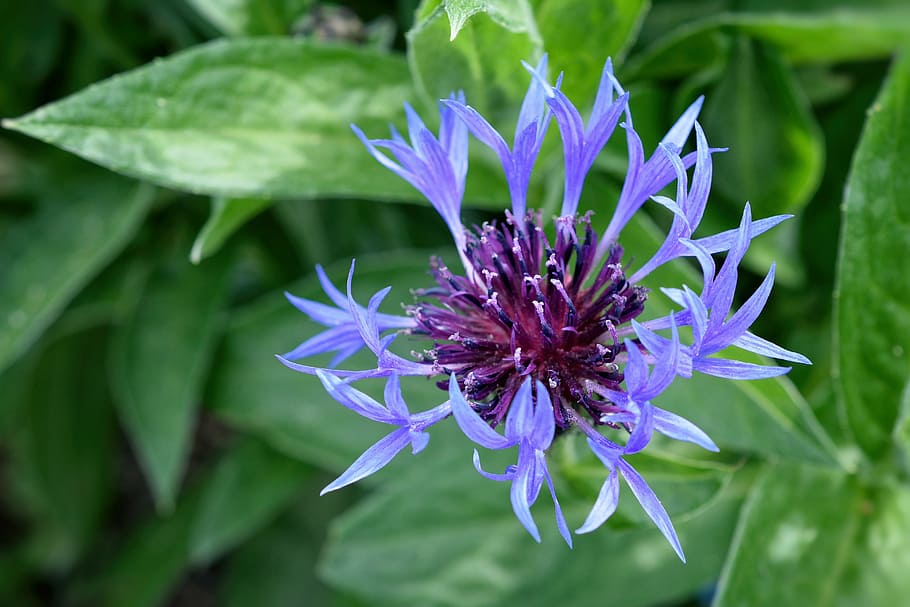 HD wallpaper: cornflower, blue, garden, spring, background, detail ...