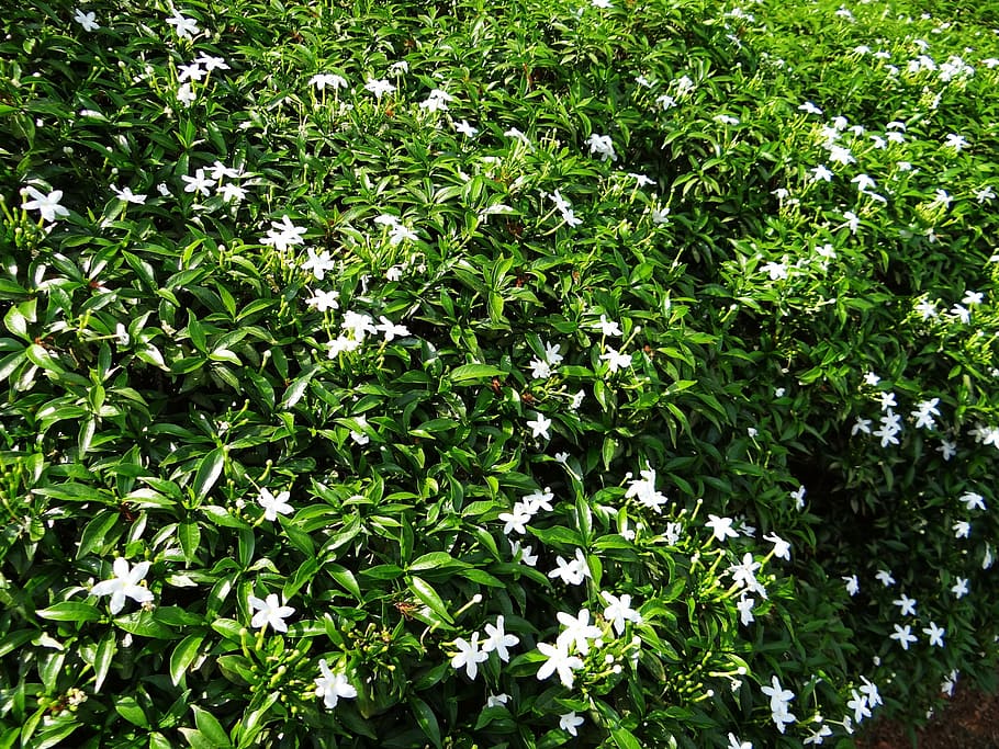 dwarf crape jasmine, dwarf confederate jasmine, chandni, flower