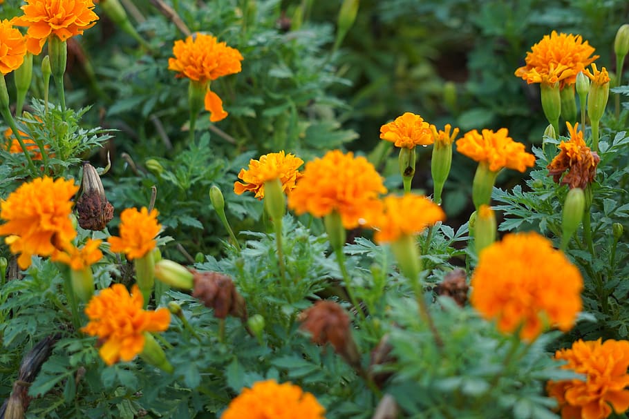 flower, yellow, flowering plant, freshness, beauty in nature HD wallpaper