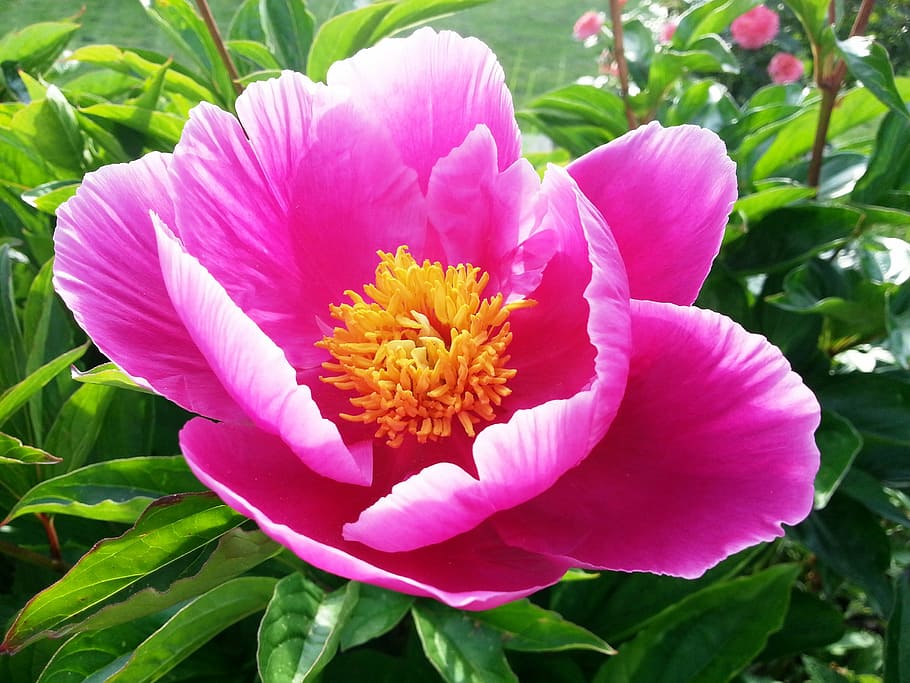 pink flowers with green leaves, paeonia, peony, pentecost, yellow, HD wallpaper