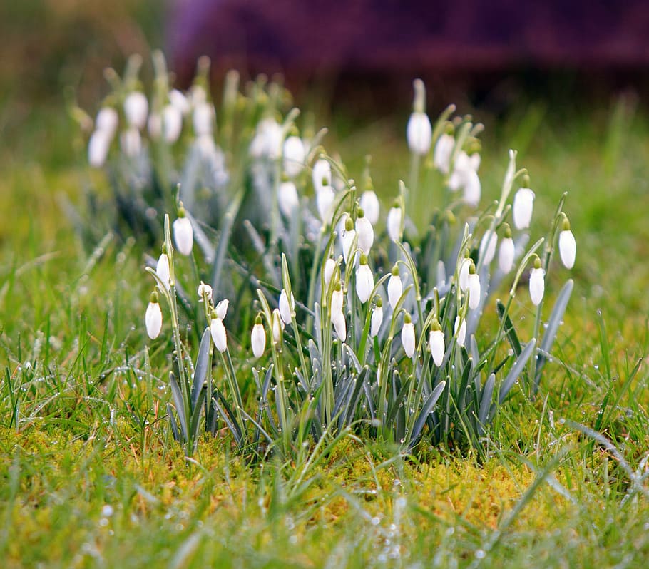 crocus, flowers, winter, spring, nature, season, plant, white HD wallpaper