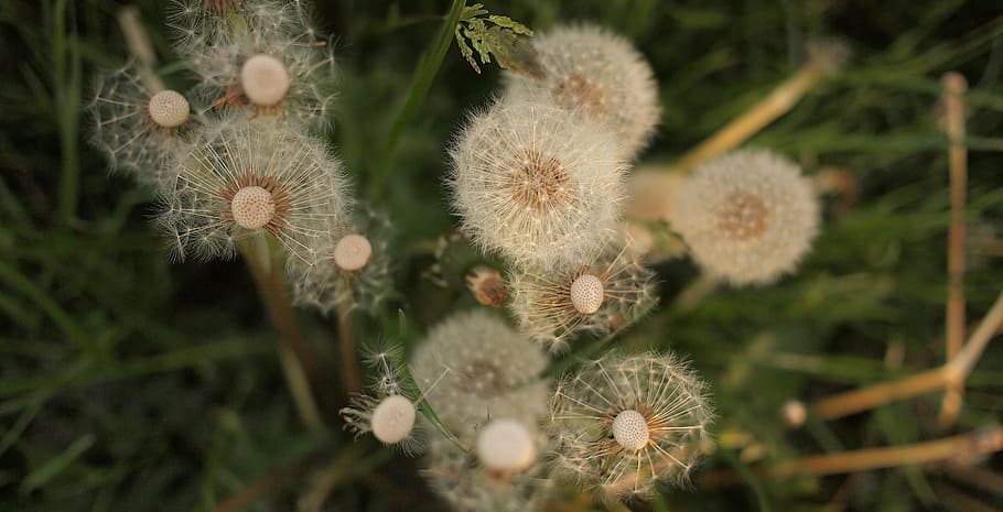 dandelions, flowers, grass, plant, growth, flowering plant HD wallpaper