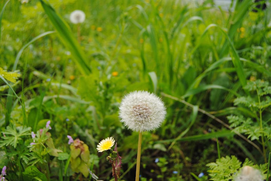 green, flower, spring, nature, botany, plant, freshness, fragility HD wallpaper