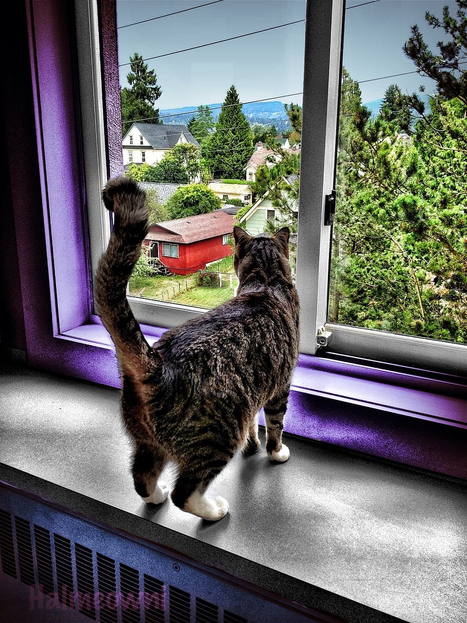 silver tabby cat near window pane, looking, domestic, home, house, HD wallpaper