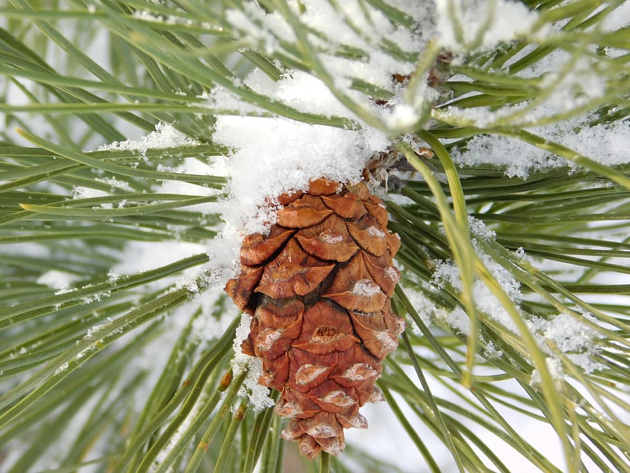 pine cone, pine needle, tree, branch, needles, evergreen, winter HD wallpaper