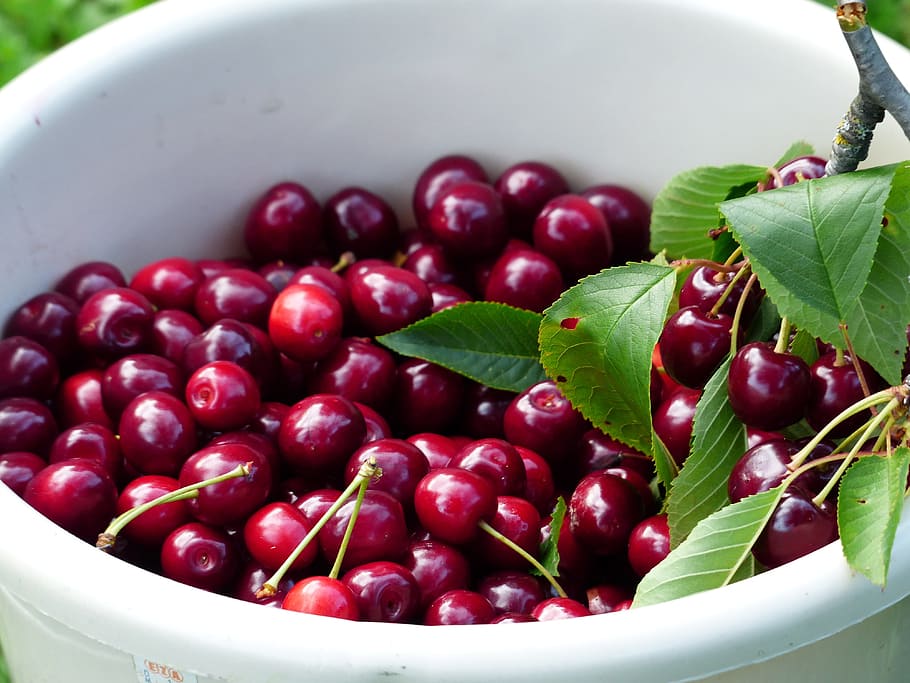 cherry, sweet cherry, red, fruit, healthy, leaves, branch, summer HD wallpaper