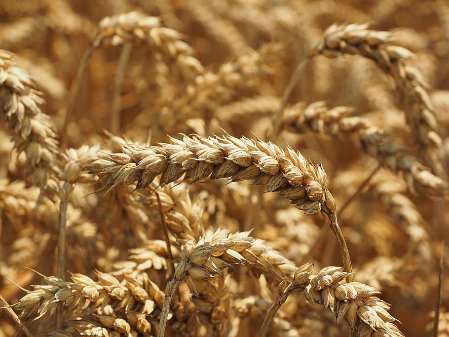 wheat, spike, golden yellow, honey yellow, ripe, cereals, grain, HD wallpaper