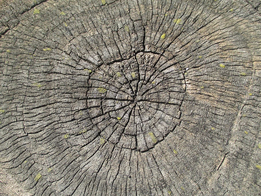Dendrochronology, Tree, Rings, Cut, tree ring, tree stump, cross section HD wallpaper