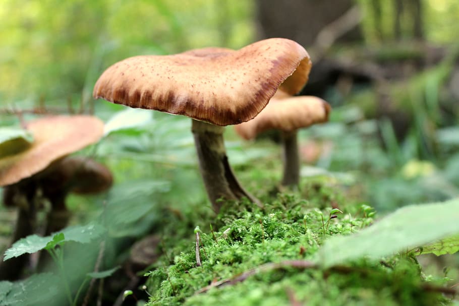 mushroom, moss, forest, forest floor, green, close, vegetable HD wallpaper