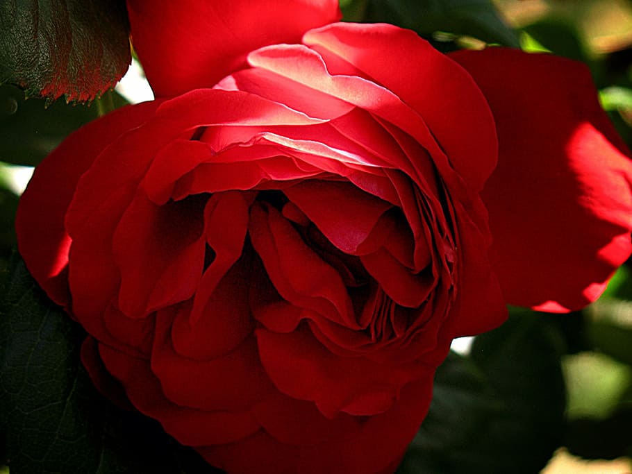 rose, flower, red, romance, floral, romantic, flowering plant HD wallpaper