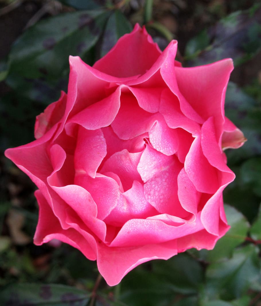rose, garden, dew, flowering plant, beauty in nature, petal HD wallpaper