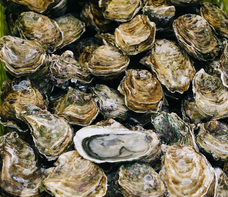 bunch of clams, oyster, fresh, seafood, shellfish, raw, full frame, HD wallpaper
