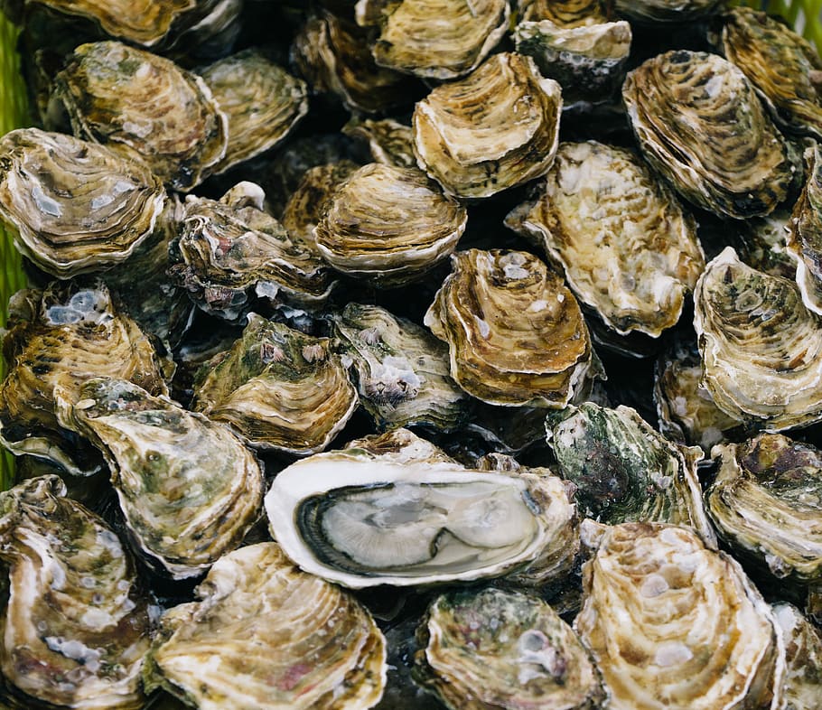 bunch of clams, oyster, fresh, seafood, shellfish, raw, full frame HD wallpaper