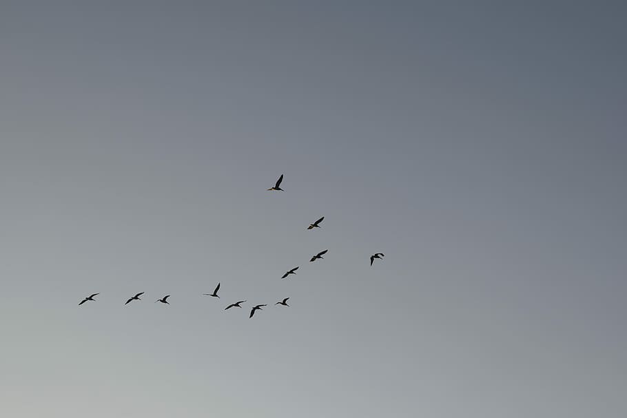 Sky, Birds, Flock, flying, animal themes, animal wildlife, animals in the wild HD wallpaper